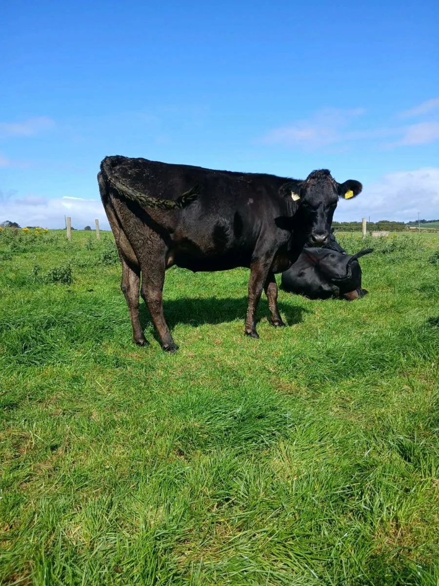 Incalf cows - Image 2