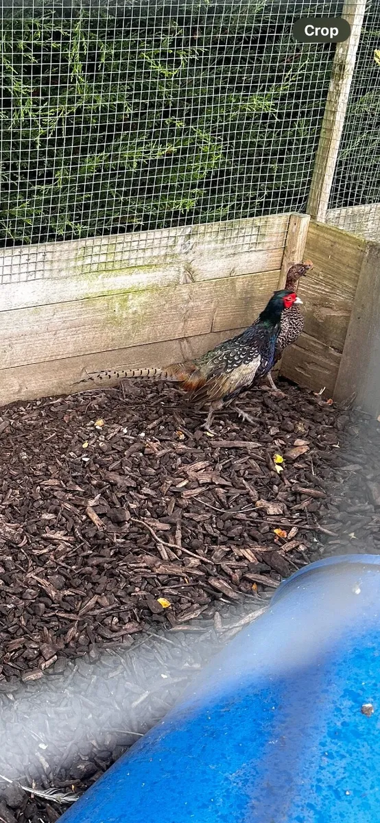 Wild Mallard/ Coloured Pheasants/ Guinea Fowl - Image 2