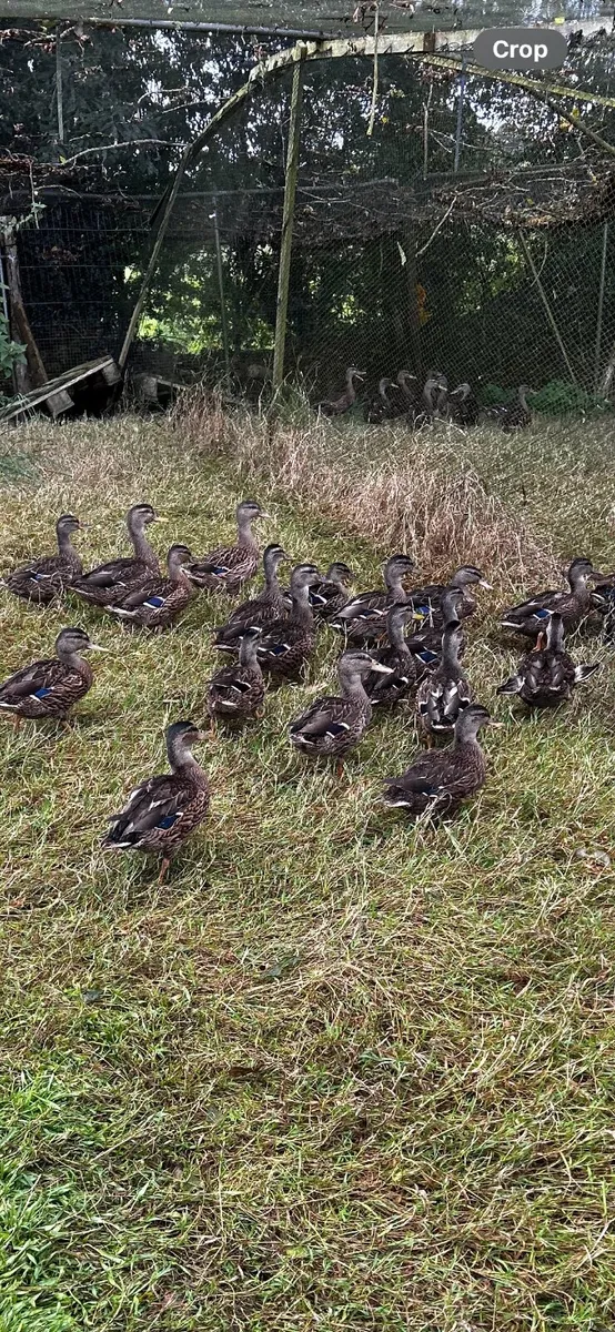 Wild Mallard/ Coloured Pheasants/ Guinea Fowl - Image 3