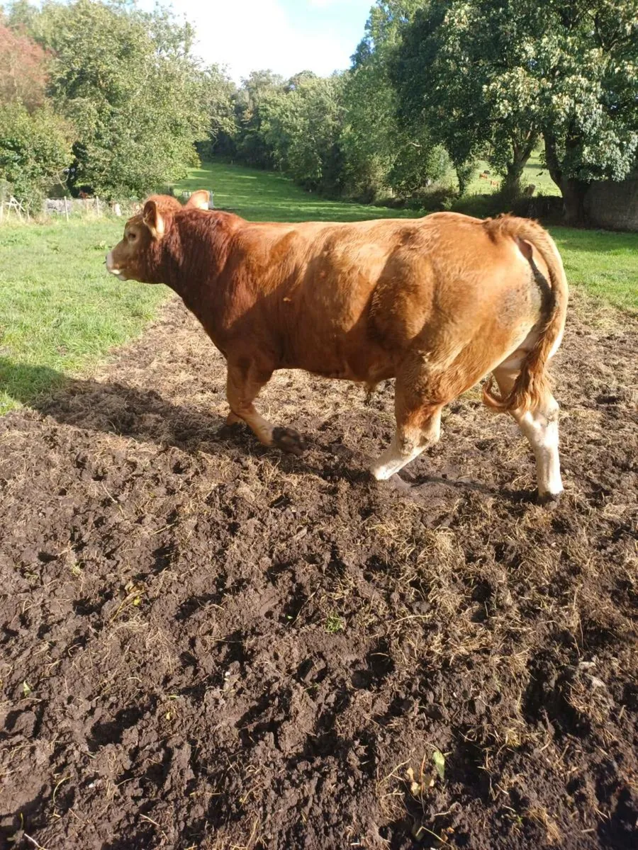 Pedigree Limousin Bull - Image 1