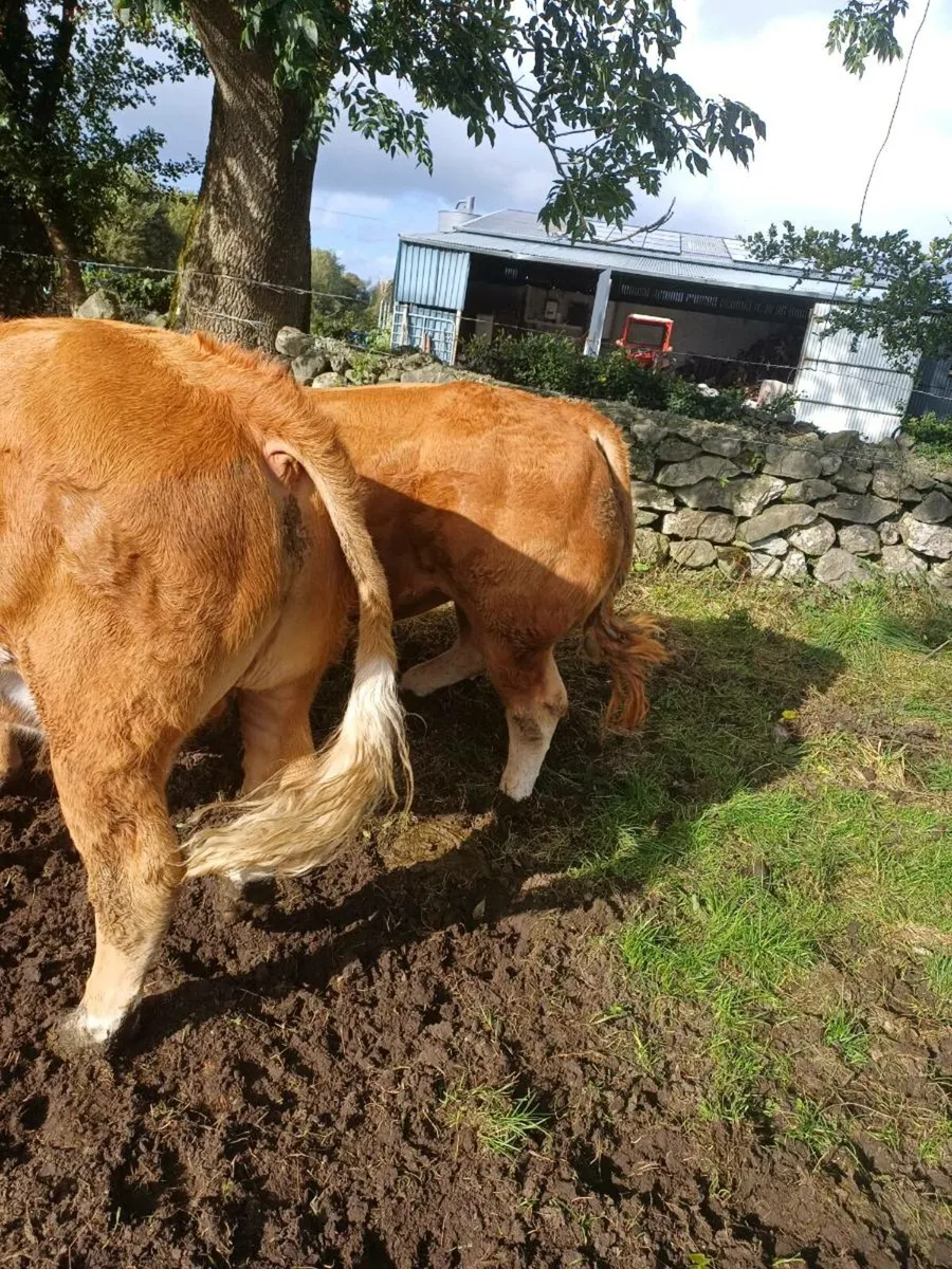 Pedigree Limousin Bull - Image 2
