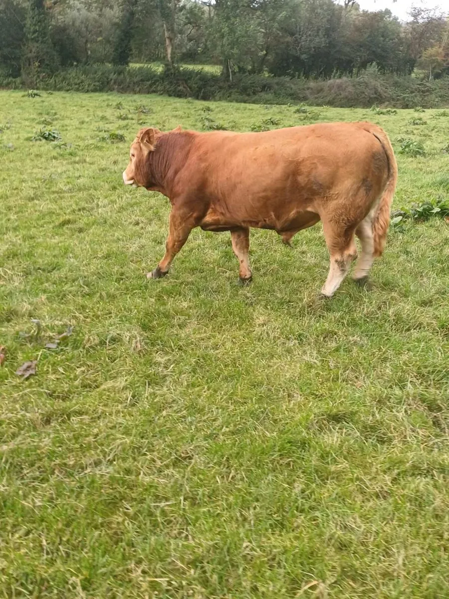 Pedigree Limousin Bull - Image 3