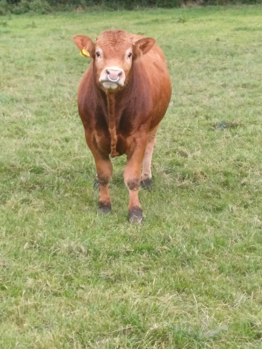 Pedigree Limousin Bull - Image 4