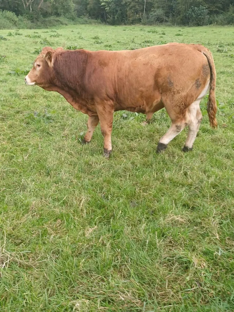 Pedigree Limousin Bull - Image 4