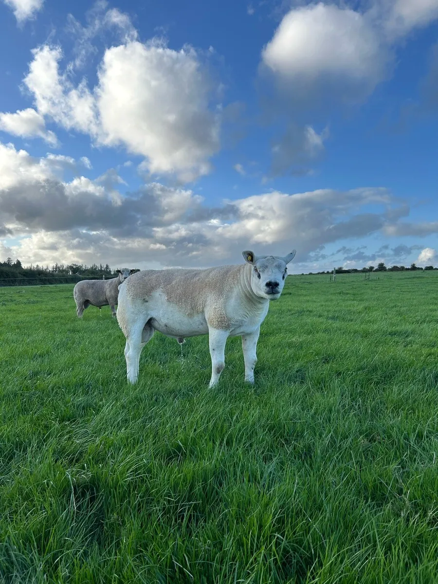 Texel and Charolais hogget rams - Image 1
