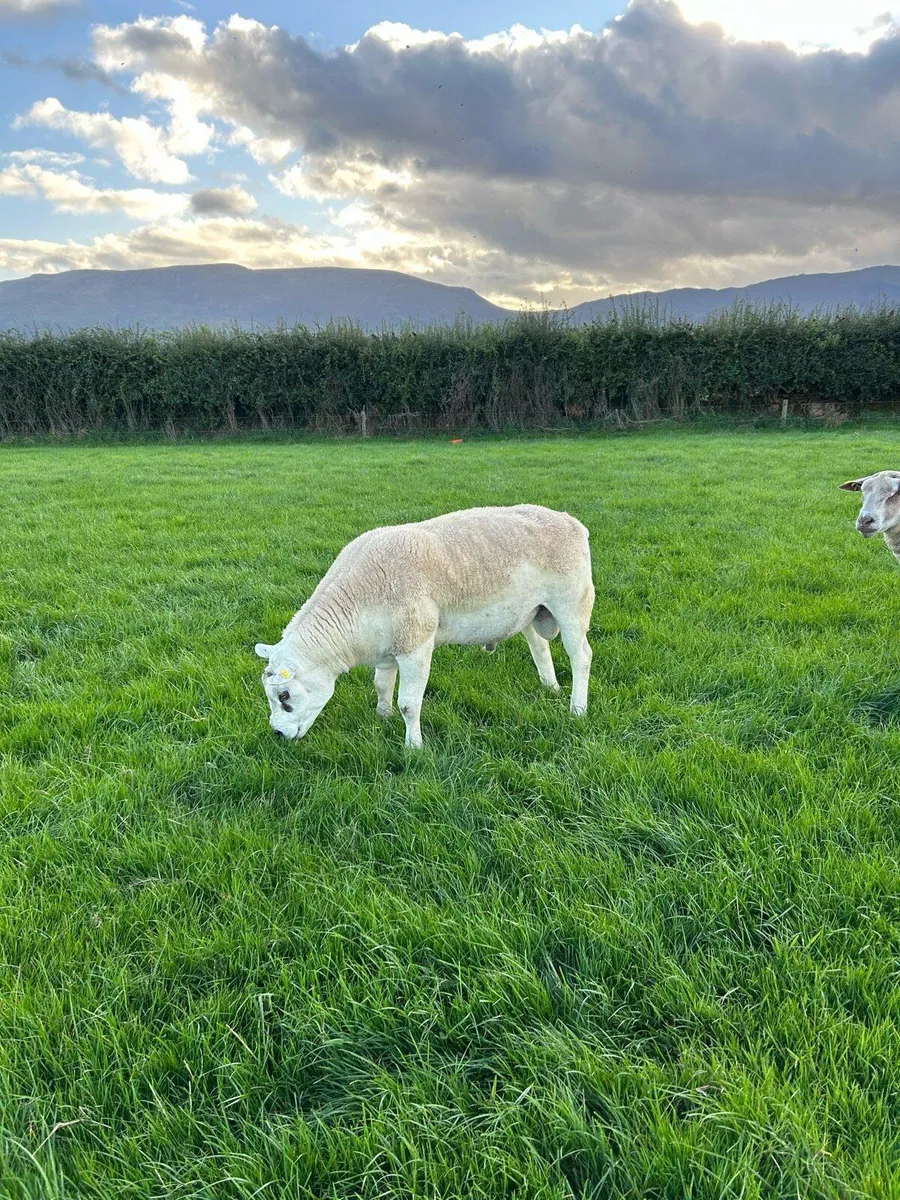 Texel and Charolais hogget rams - Image 4