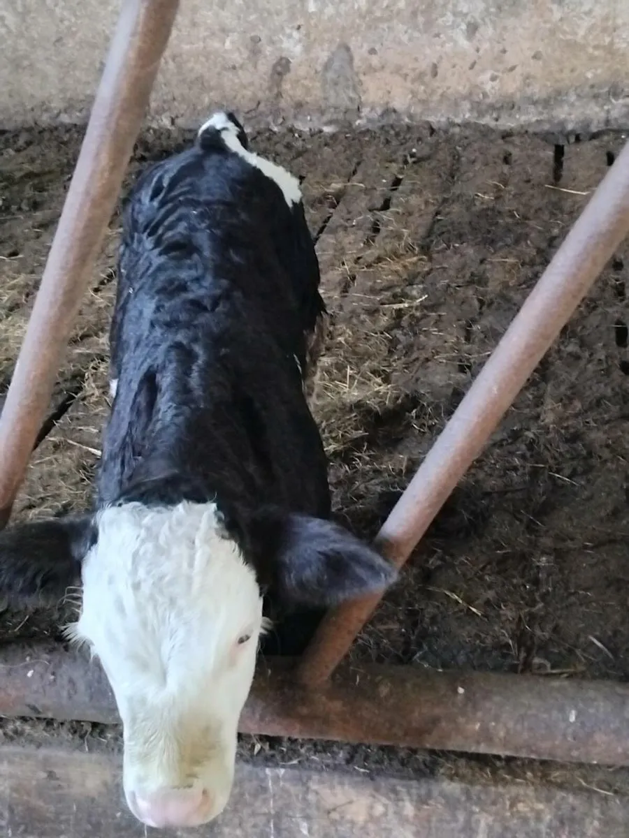 Cow and calf - Image 2