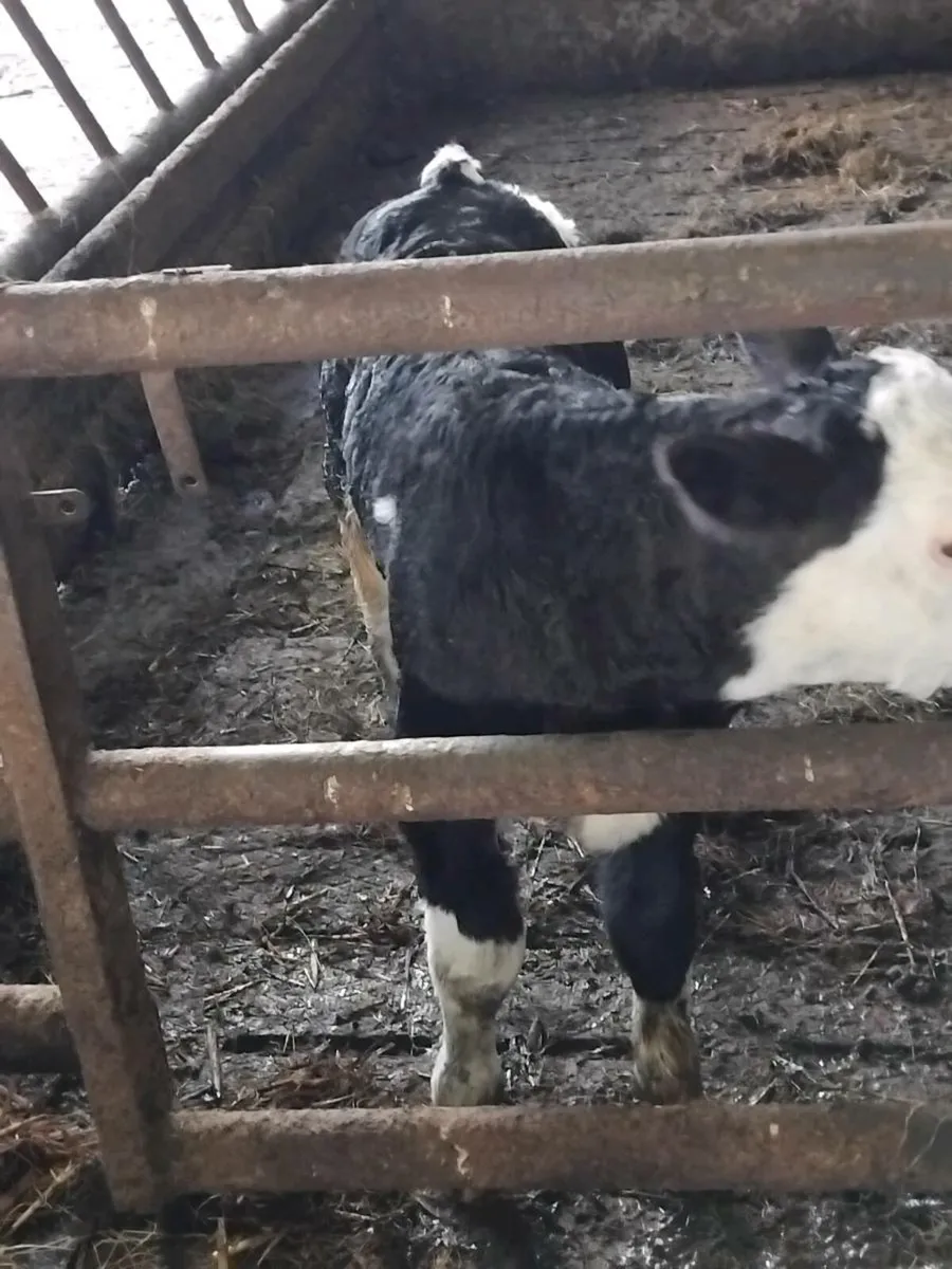Cow and calf - Image 3