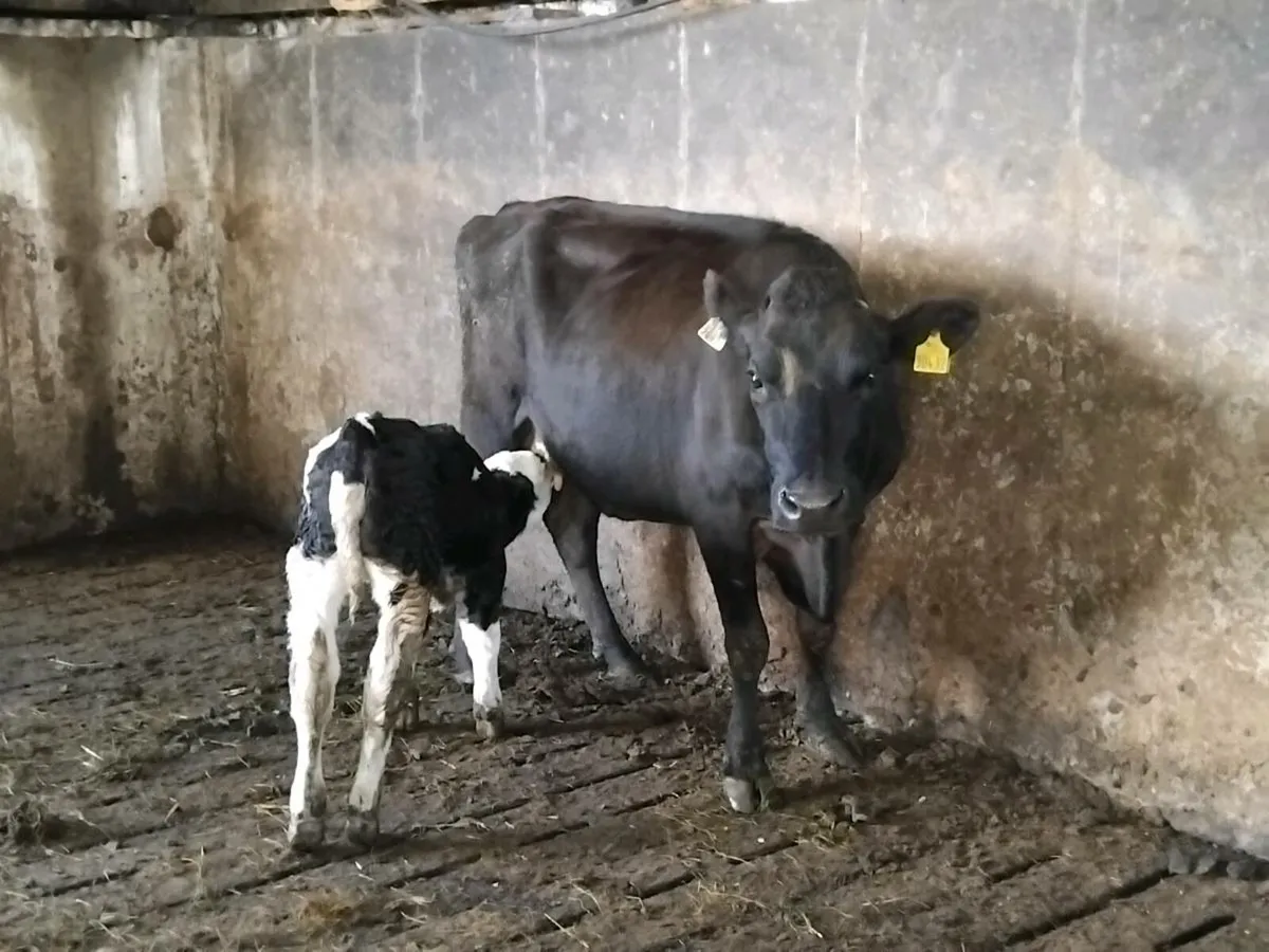Cow and calf - Image 1