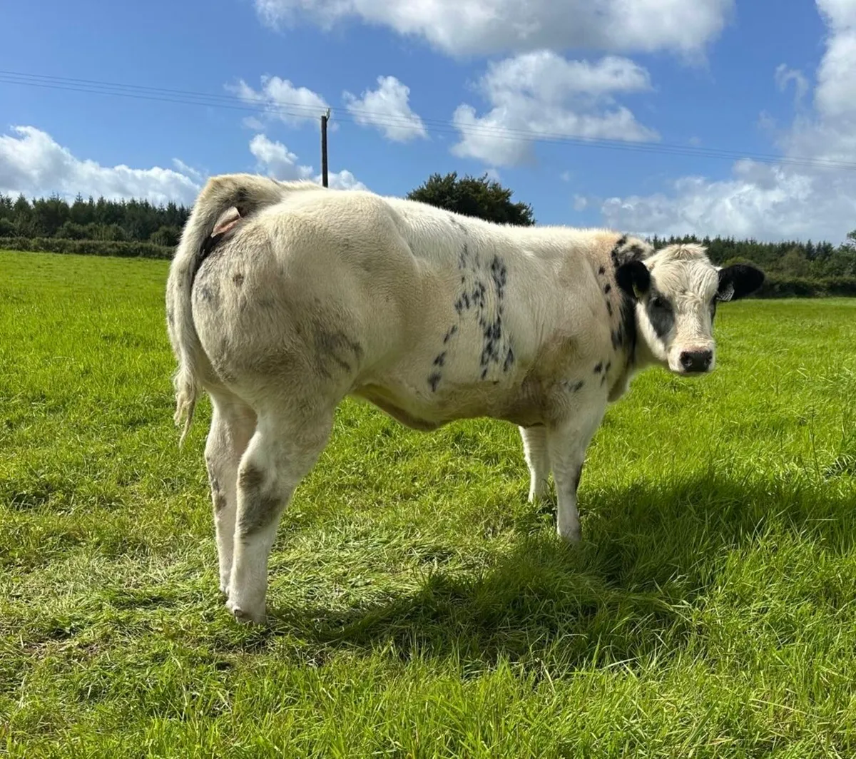 Show BBX Heifer and Chx Bull - Image 1
