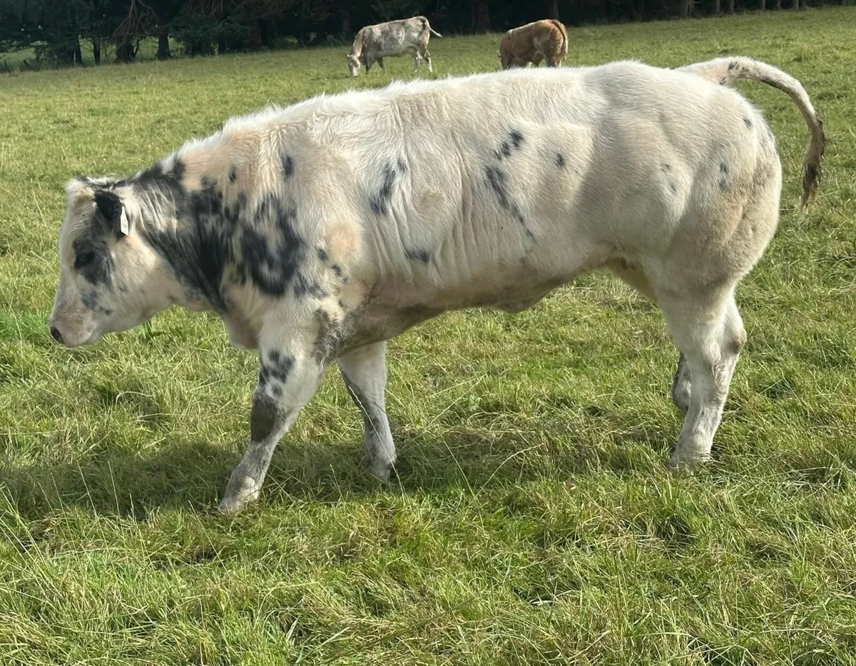 Show BBX Heifer and Chx Bull - Image 3