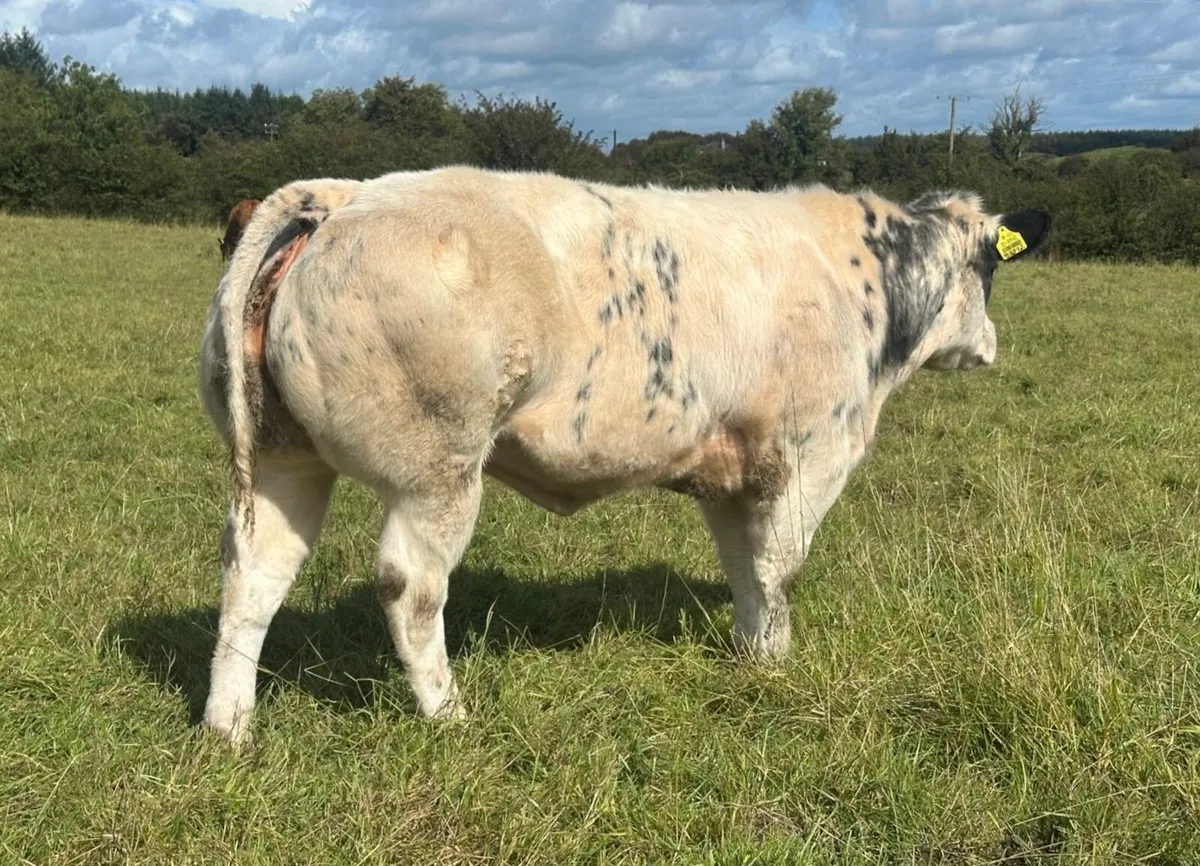 Show BBX Heifer and Chx Bull - Image 2