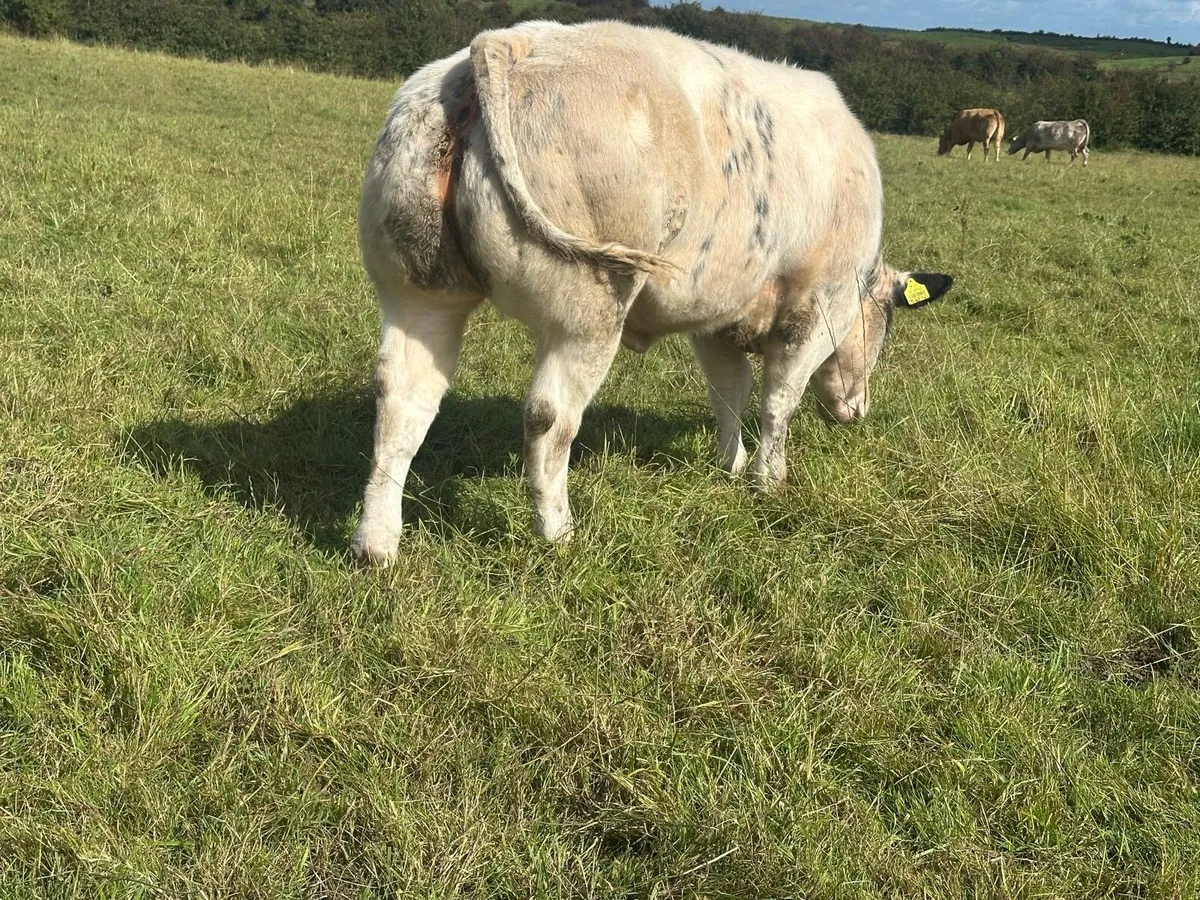 Show BBX Heifer and Chx Bull - Image 4