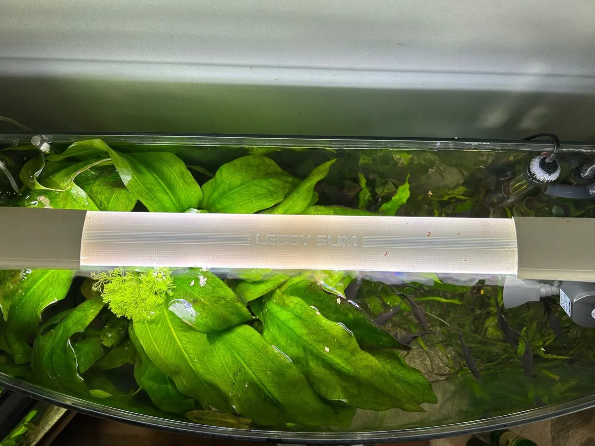 FISH TANK For Sale With LAMP And  FILTER - Image 2