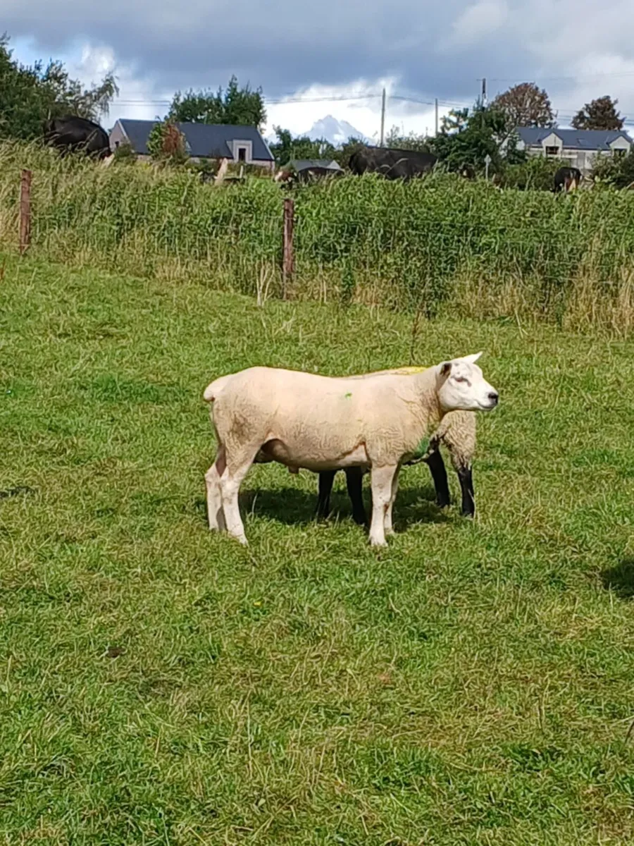 Texel hogget ram - Image 1