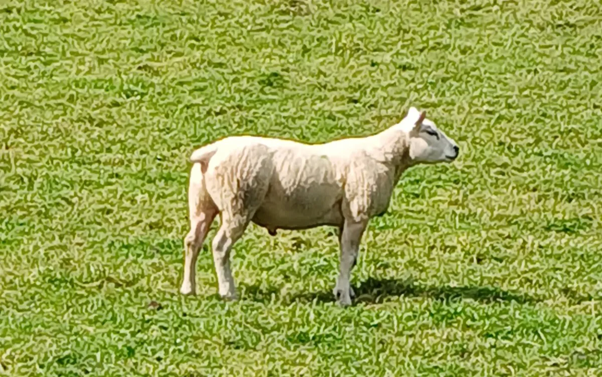 Texel hogget ram - Image 2