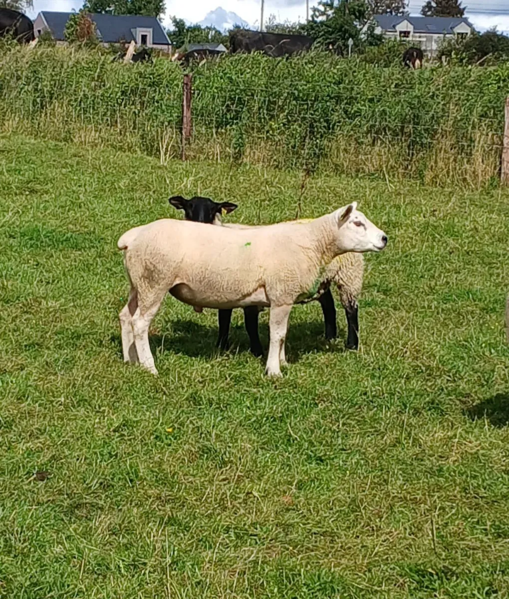 Texel hogget ram - Image 3