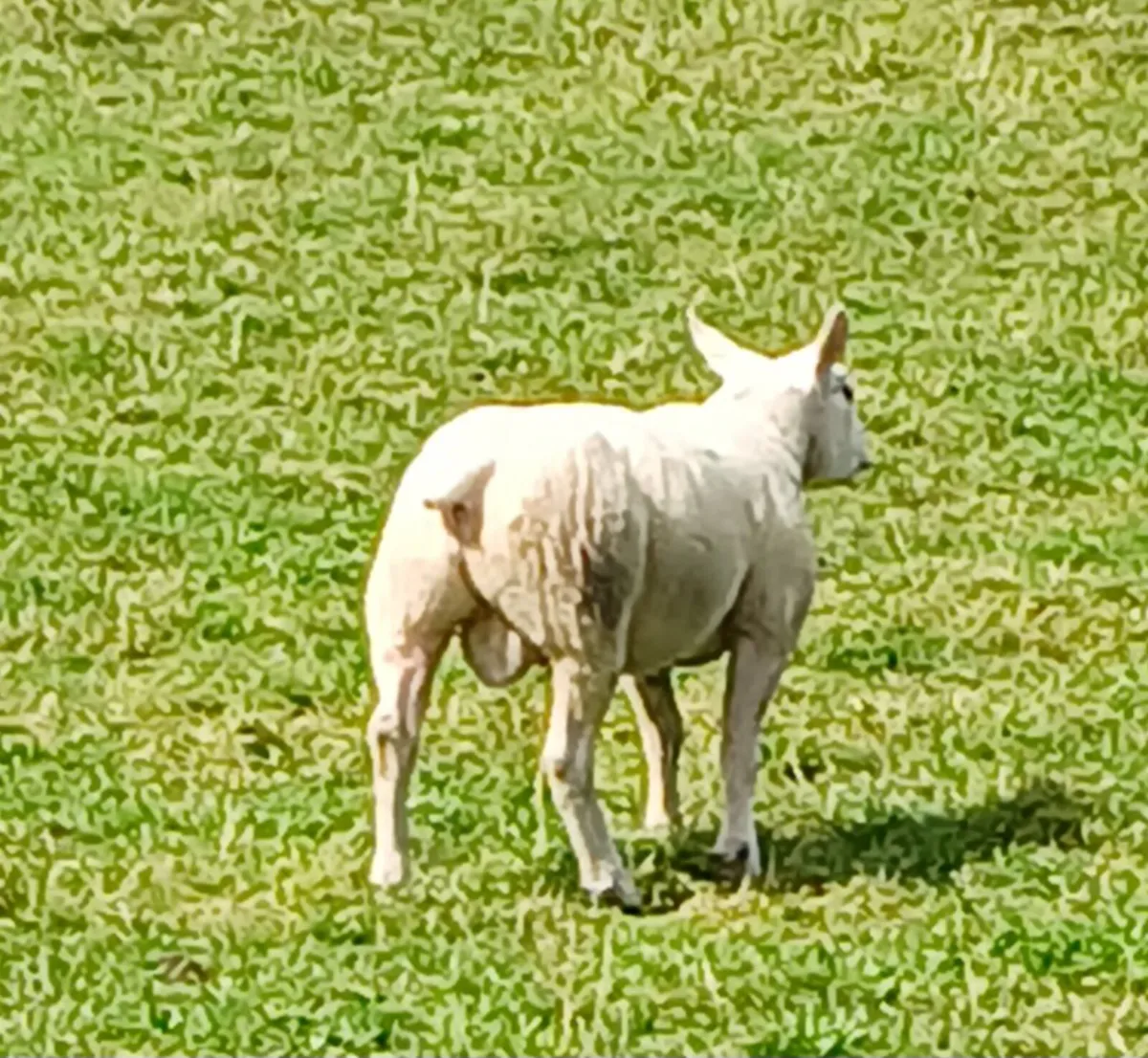 Texel hogget ram - Image 4