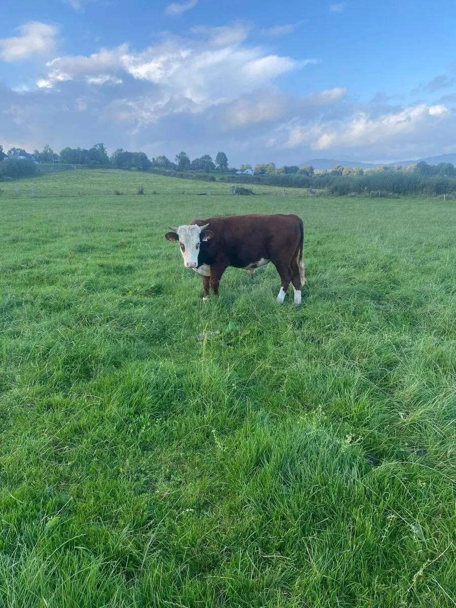 Angus and Hereford - Image 2