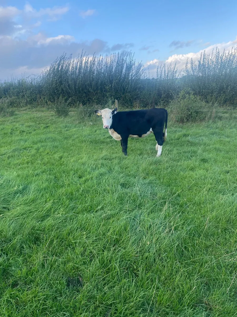Angus and Hereford - Image 3
