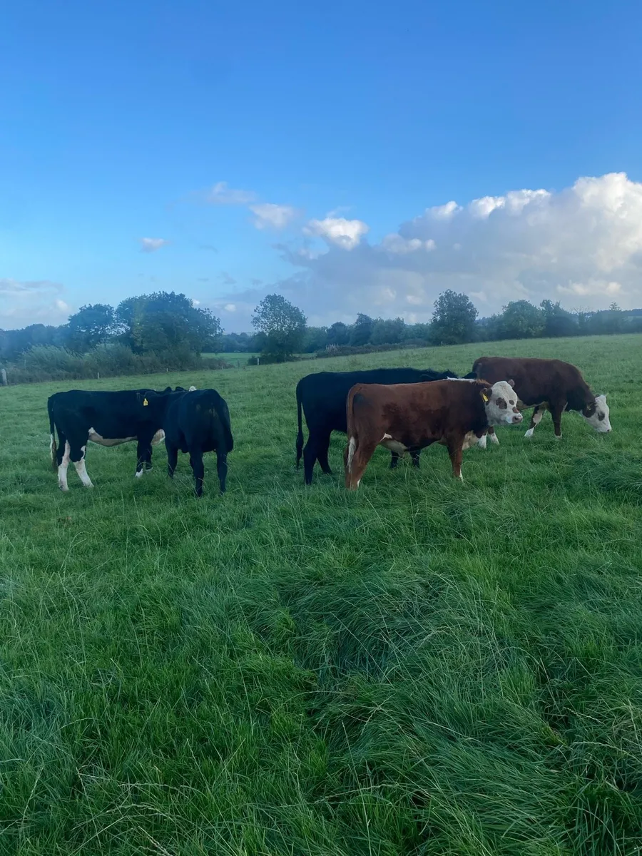 Angus and Hereford - Image 1