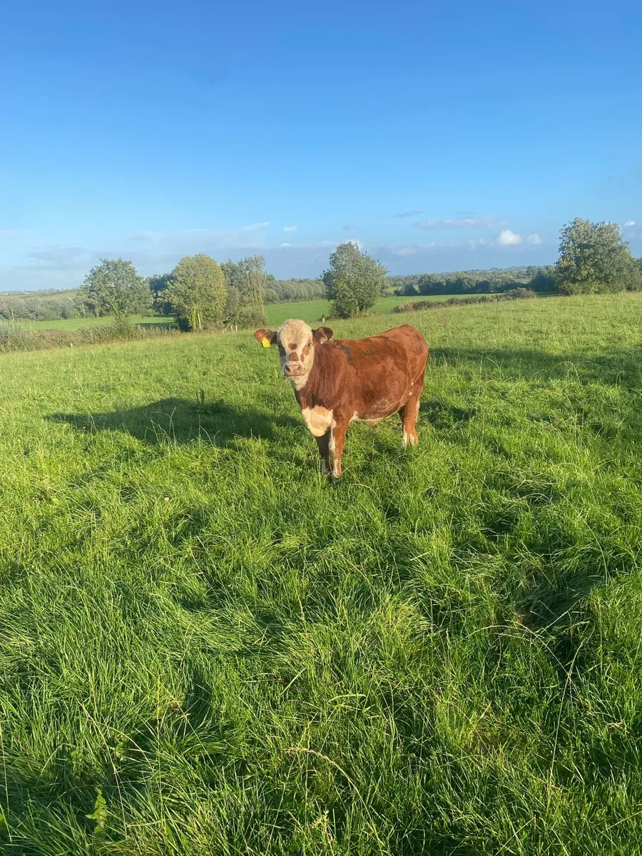 Angus and Hereford - Image 4