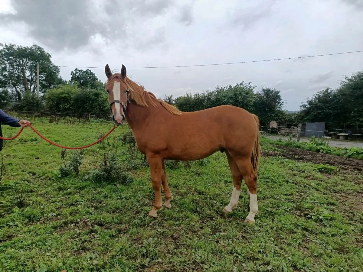RID Gelding - Image 1