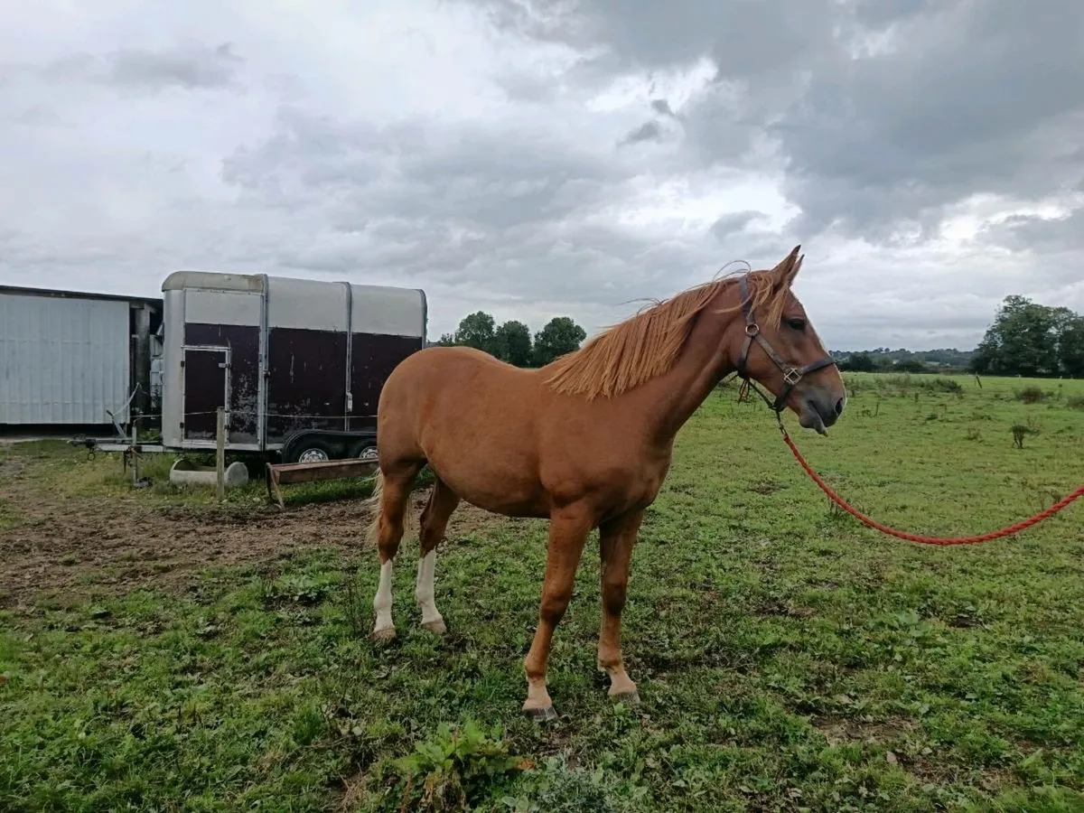 RID Gelding - Image 3