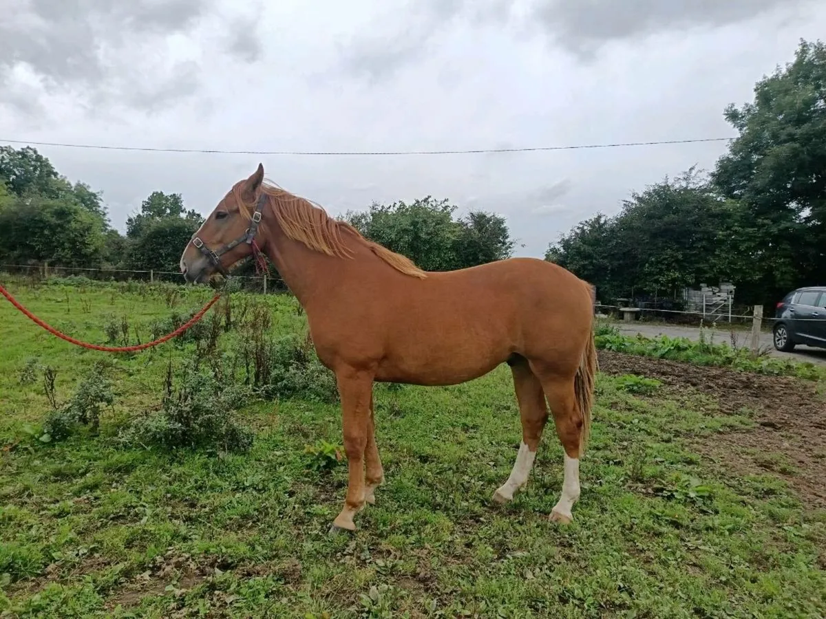 RID Gelding - Image 4