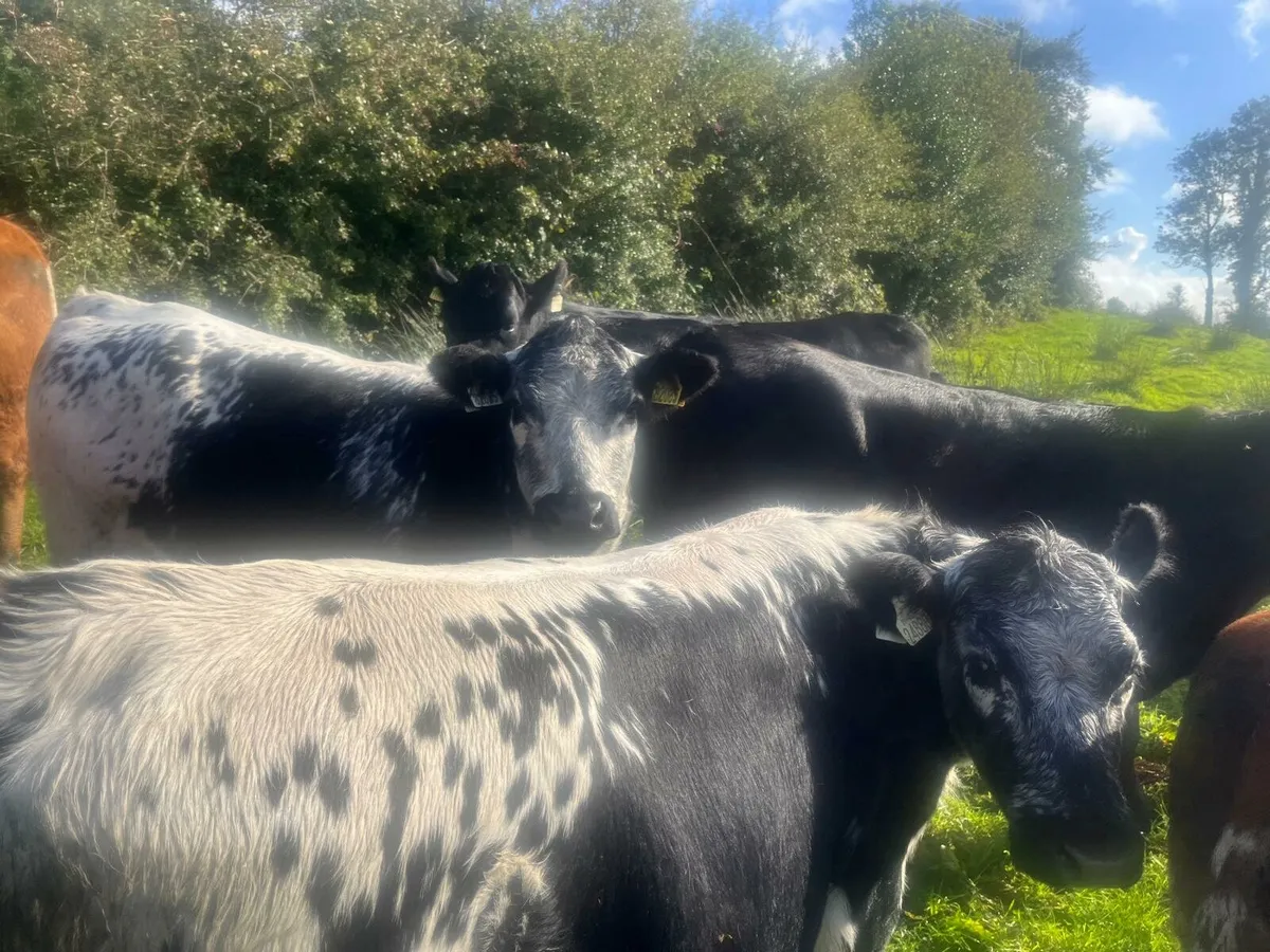 AA and Speckle Park heifers - Image 1