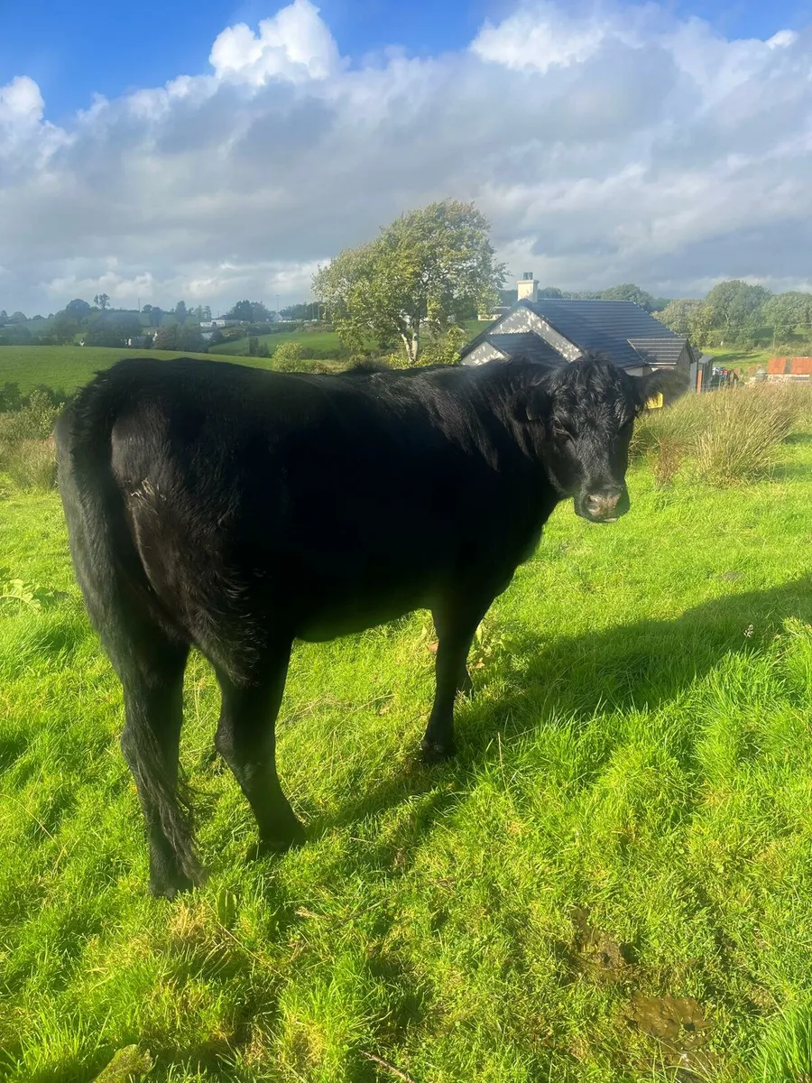 AA and Speckle Park heifers - Image 2