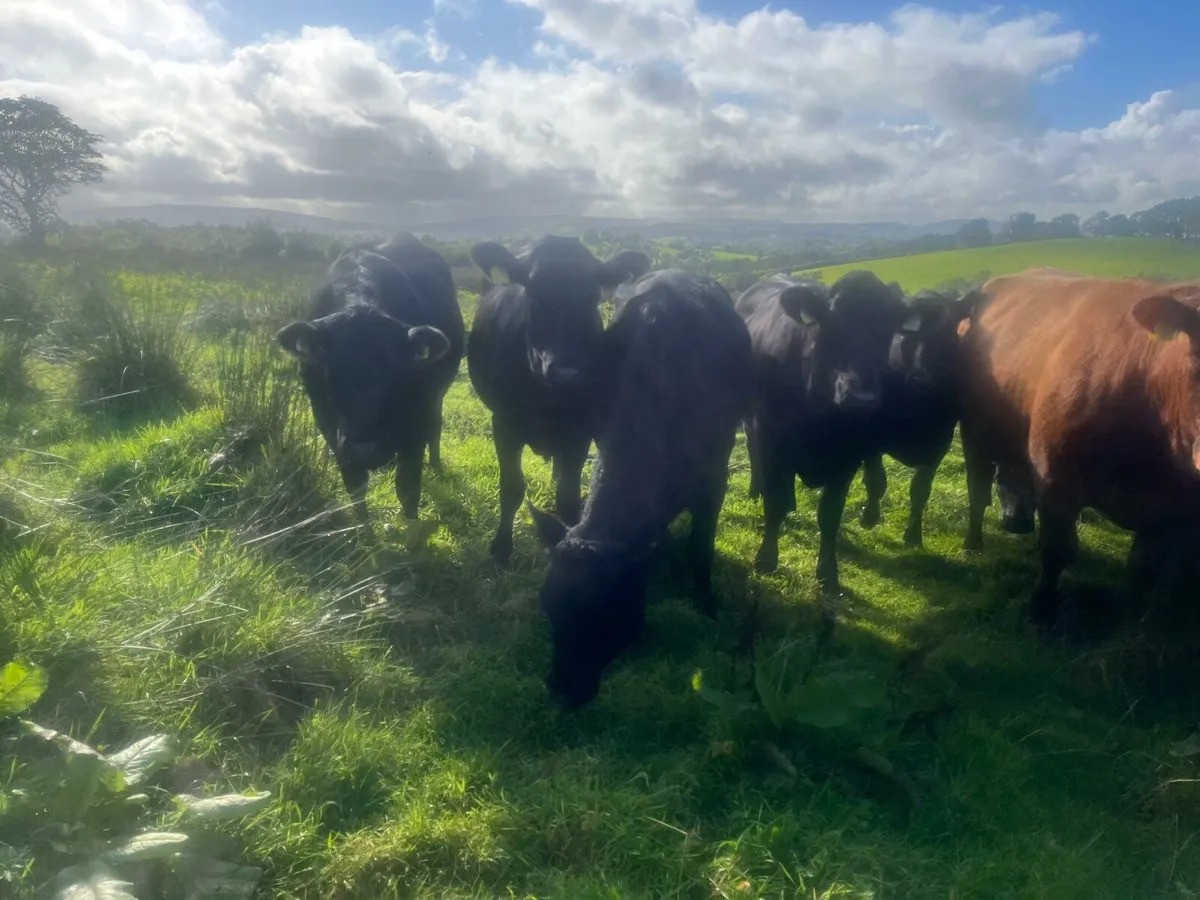 AA and Speckle Park heifers - Image 3