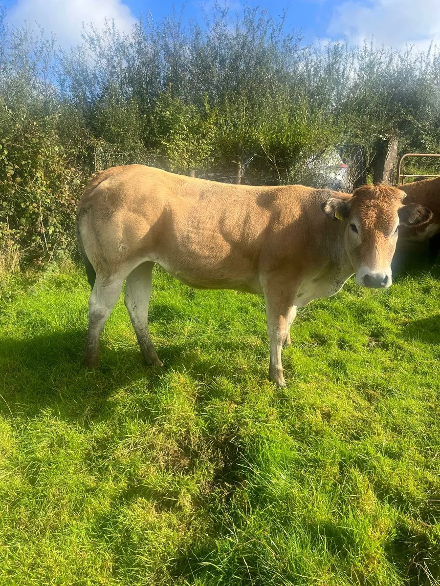 AA and Speckle Park heifers - Image 4