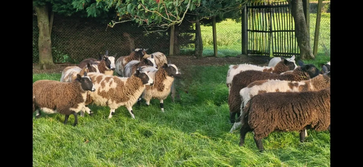 Dutch Spotted Lambs - Image 1