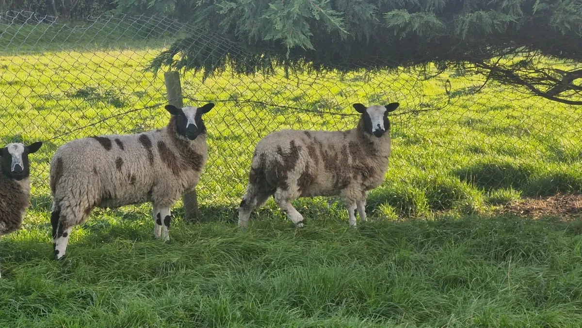 Dutch Spotted Lambs - Image 2