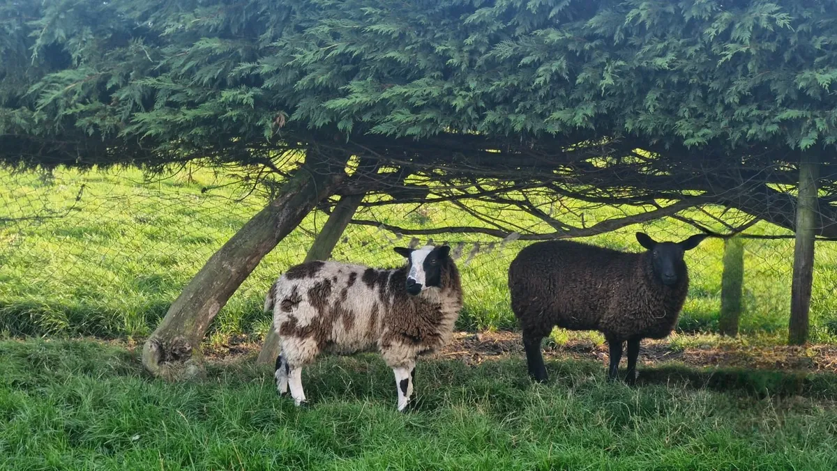 Dutch Spotted Lambs - Image 3