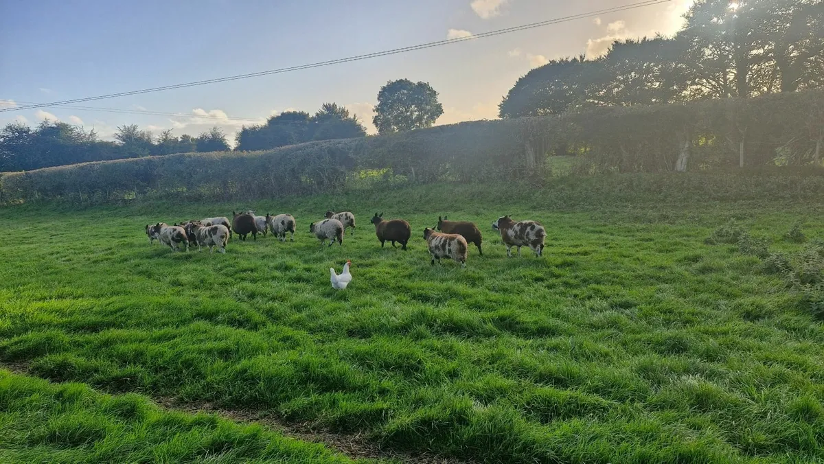 Dutch Spotted Lambs - Image 4
