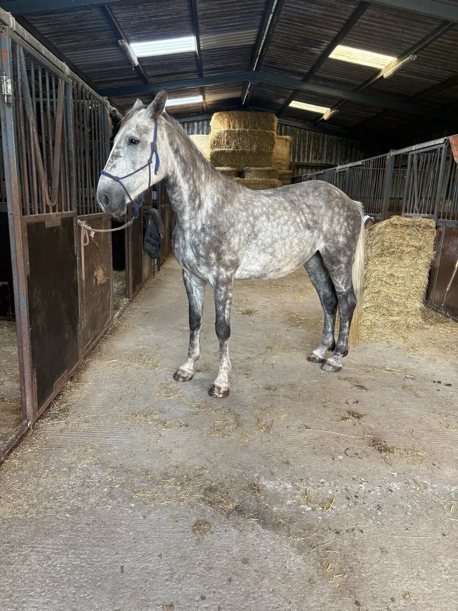 RID 4yr gelding - Image 1