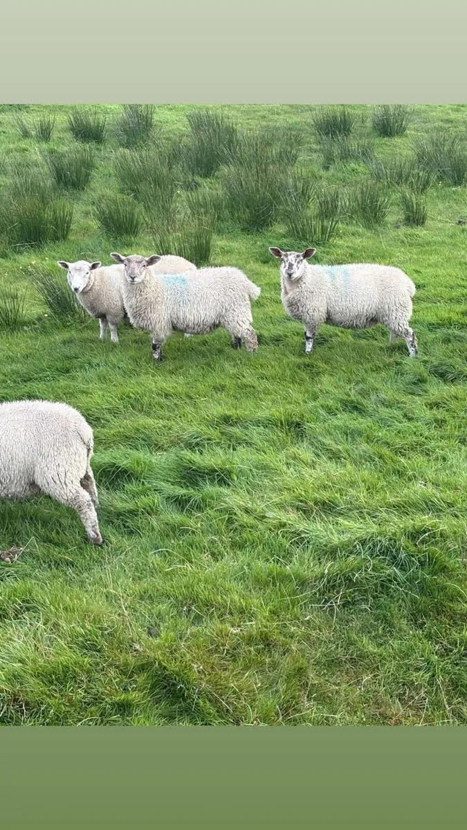 15 ram lambs POA - Image 1