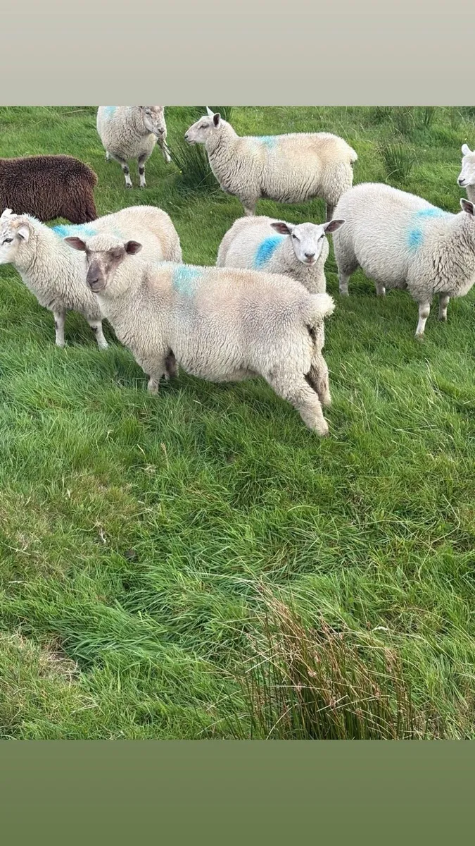 15 ram lambs POA - Image 2