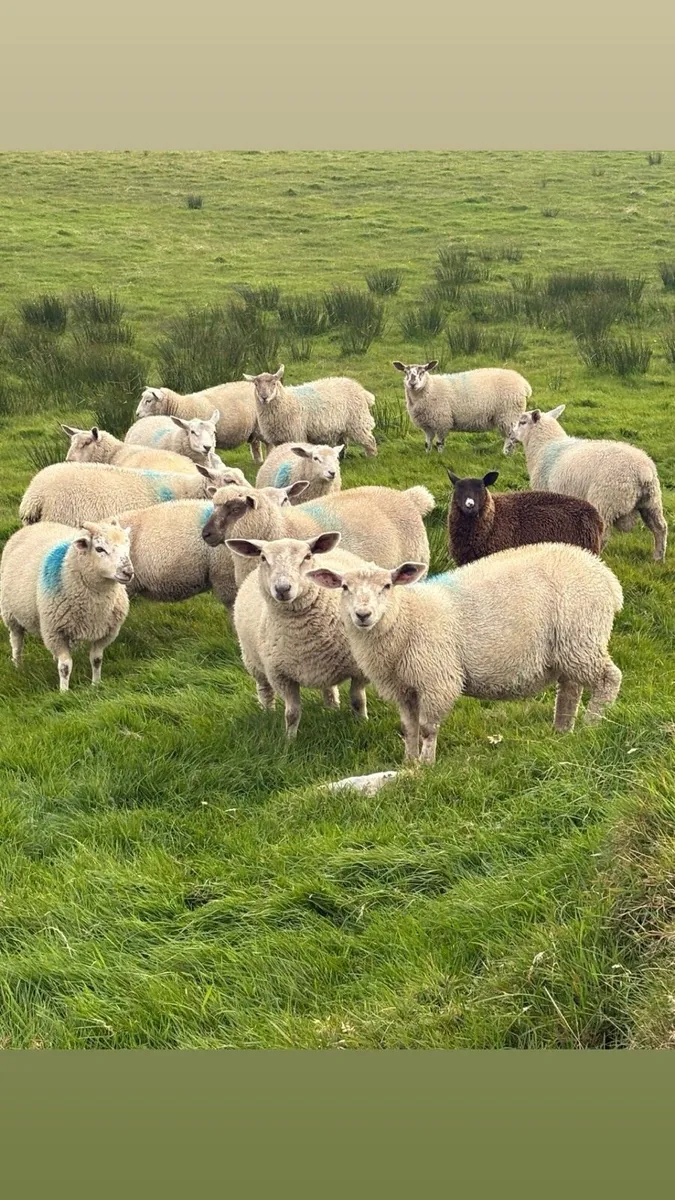 15 ram lambs POA - Image 3