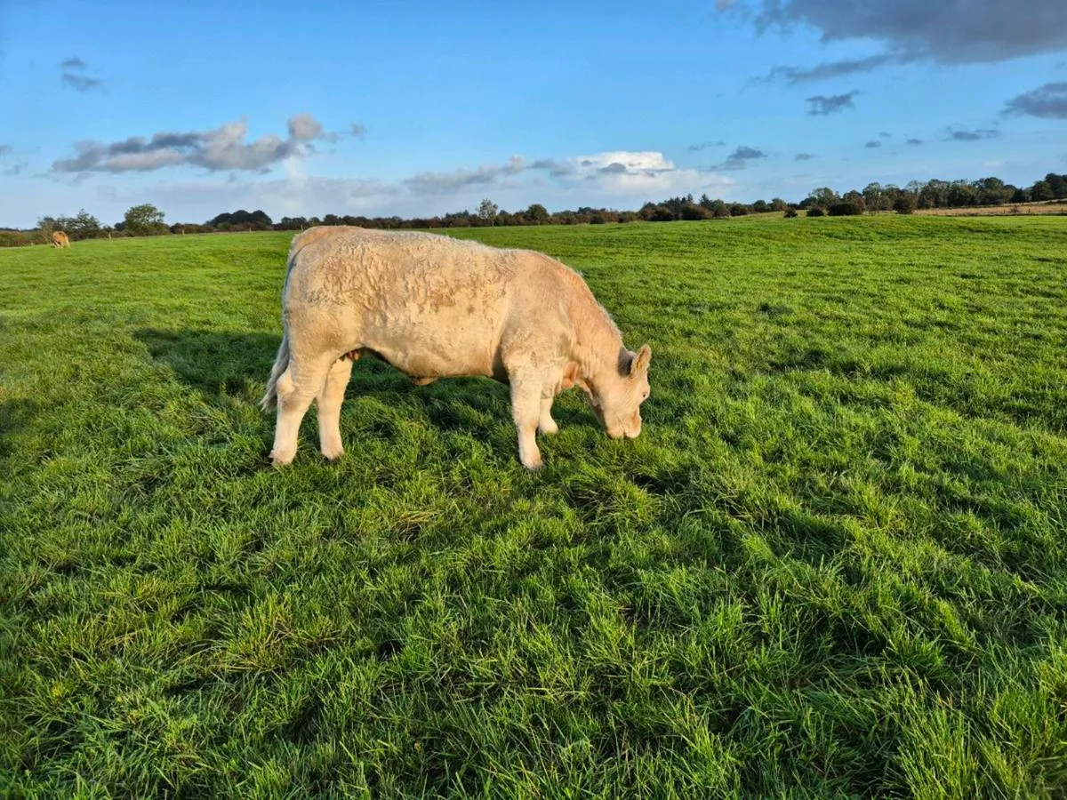 Quality Incalf Pedigree Heifer - Image 1