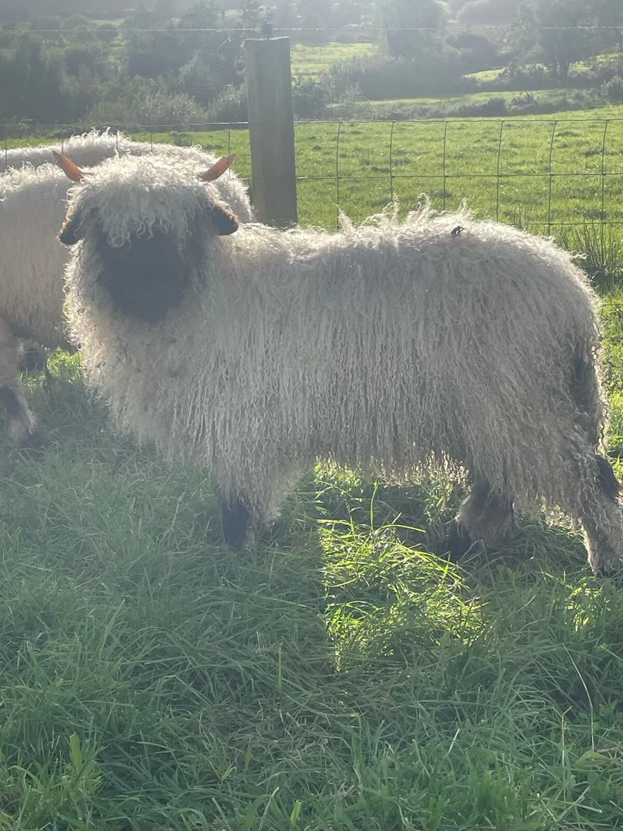 Valais Blacknose - Image 1