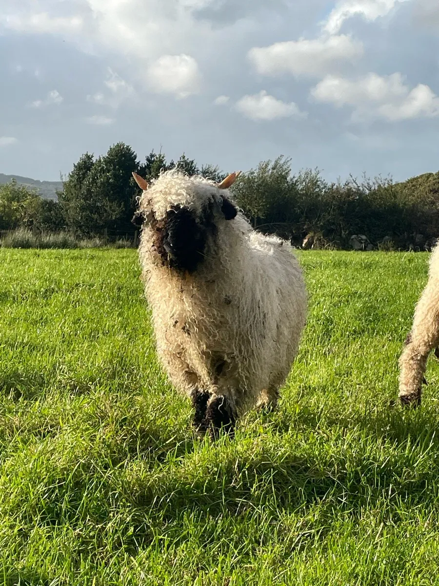 Valais Blacknose - Image 2