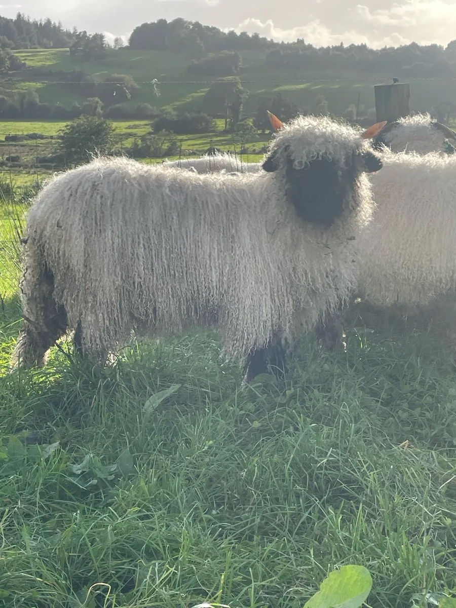 Valais Blacknose - Image 3