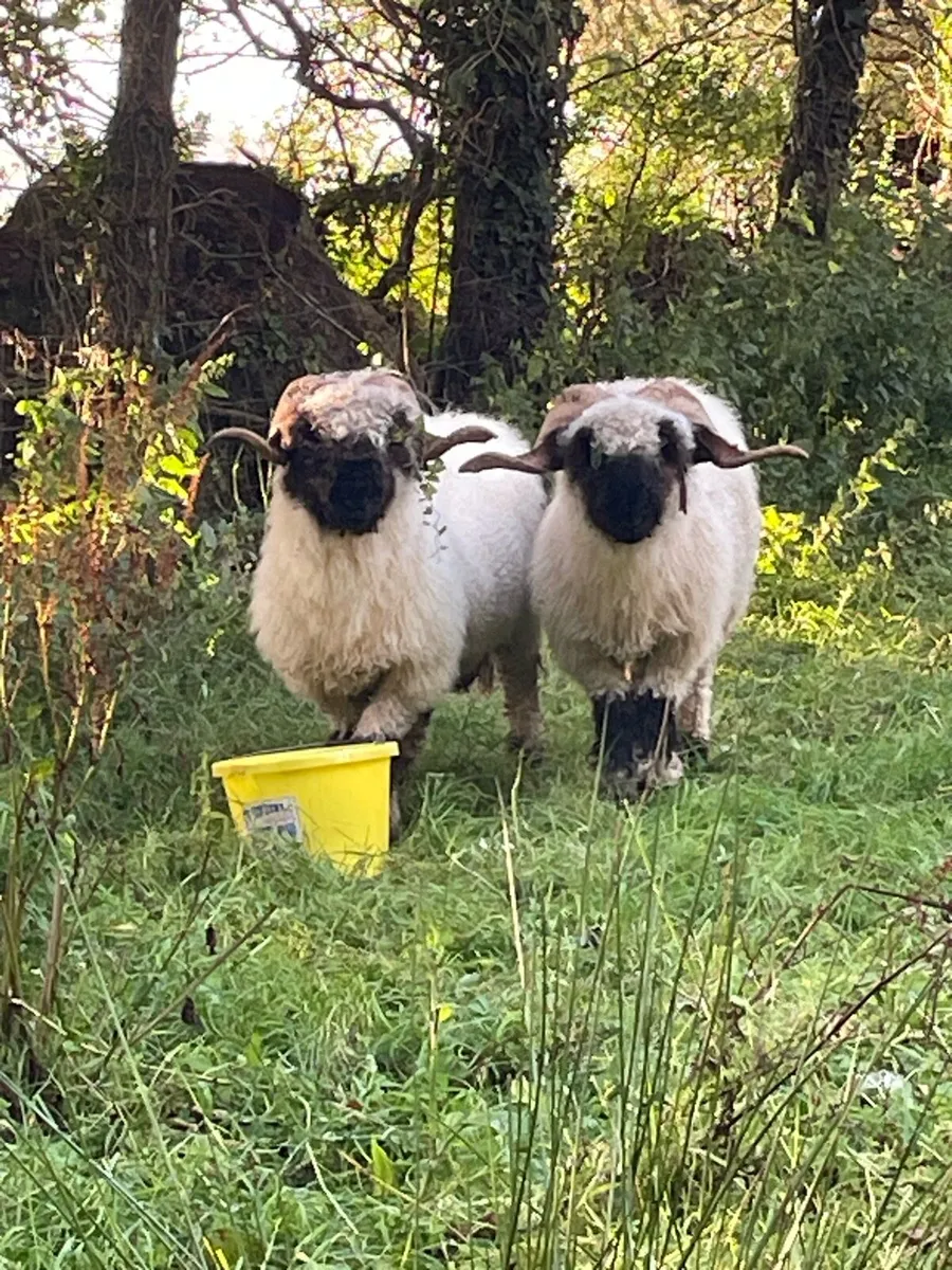 Valais Blacknose - Image 4