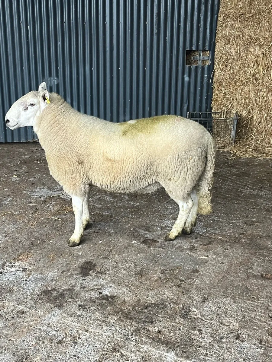 2 year old Cheviot ram - Image 1