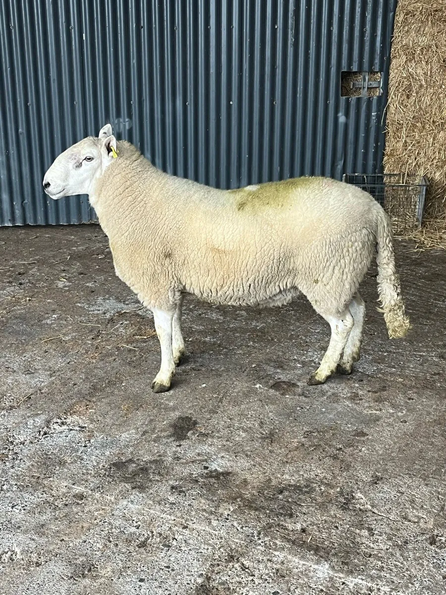 2 year old Cheviot ram - Image 2