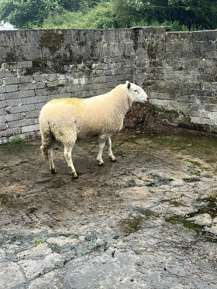 2 year old Cheviot ram - Image 3
