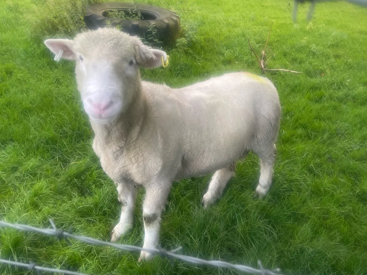 Dorset Ram - Image 1
